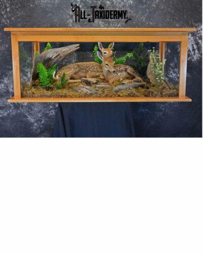 Whitetail Deer Fawns Taxidermy for sale SKU 1153