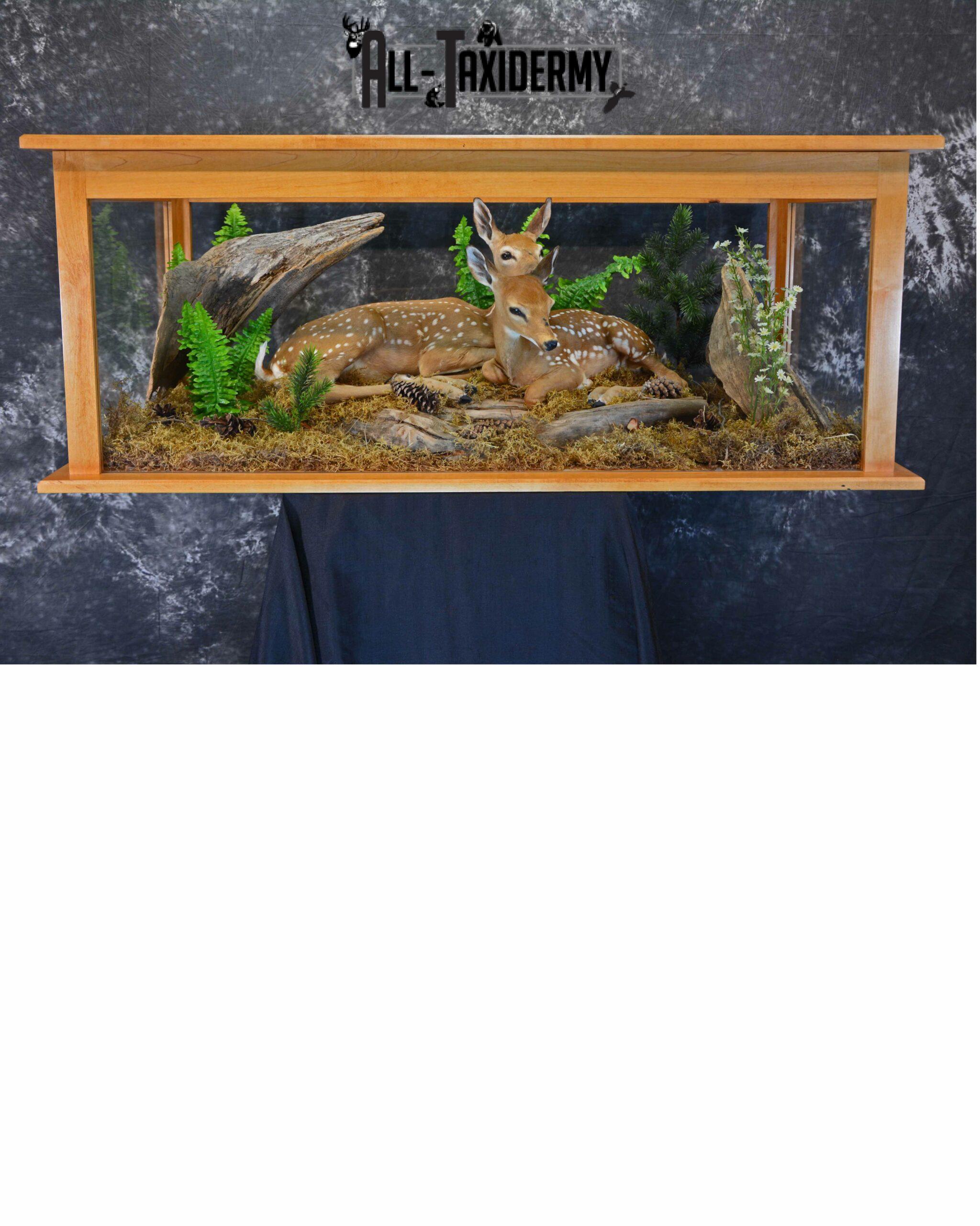 Whitetail Deer Fawns Taxidermy for sale SKU 1153