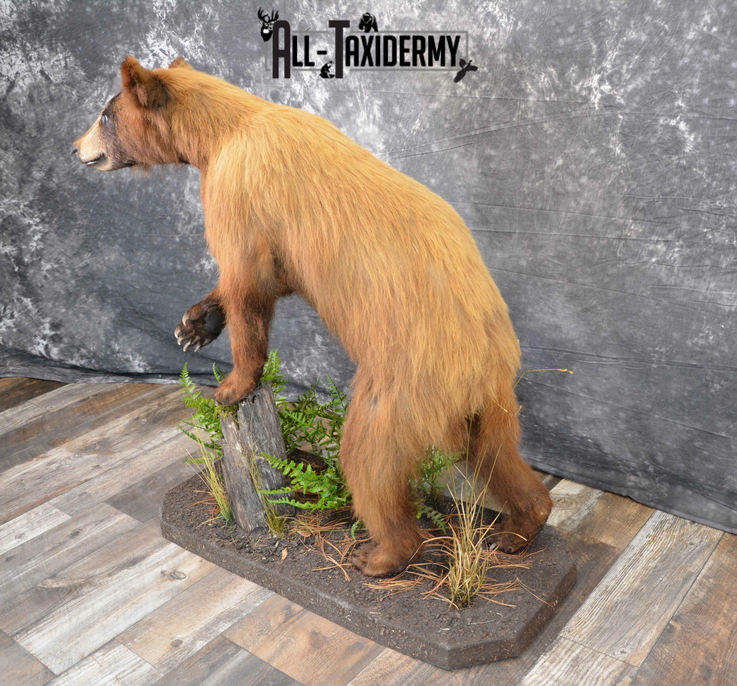Black Bear Cub Taxidermy for Sale SKU 1152 - Image 2