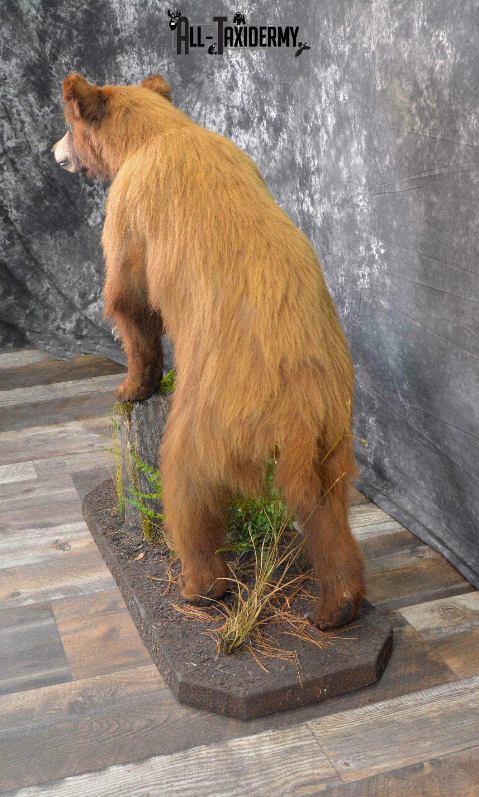 Black Bear Cub Taxidermy for Sale SKU 1152 - Image 3