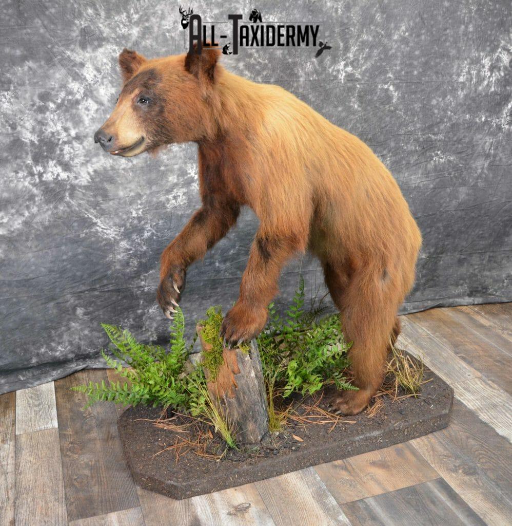 mounted bear head for sale