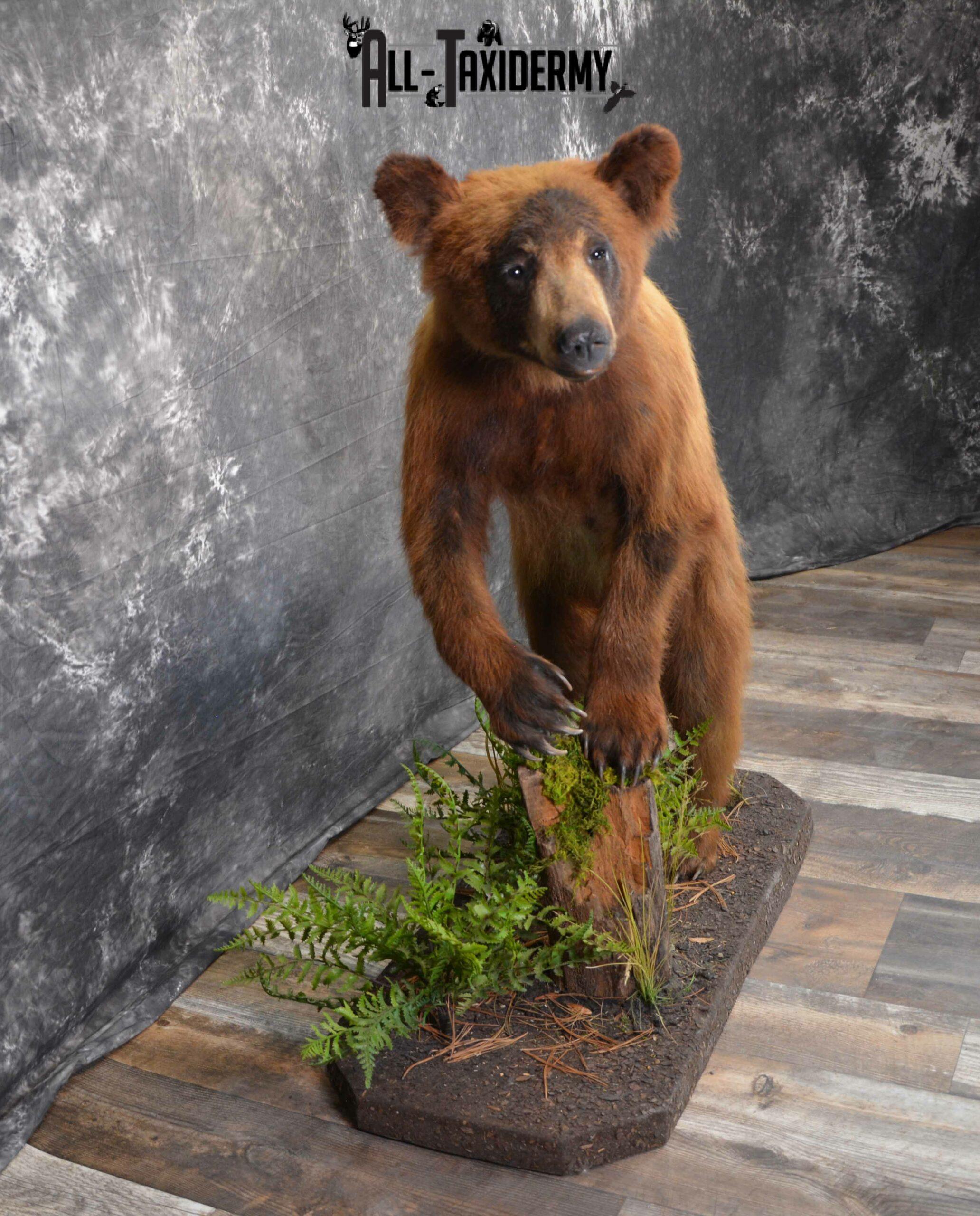 Black Bear Cub Taxidermy for Sale SKU 1152 - Image 5