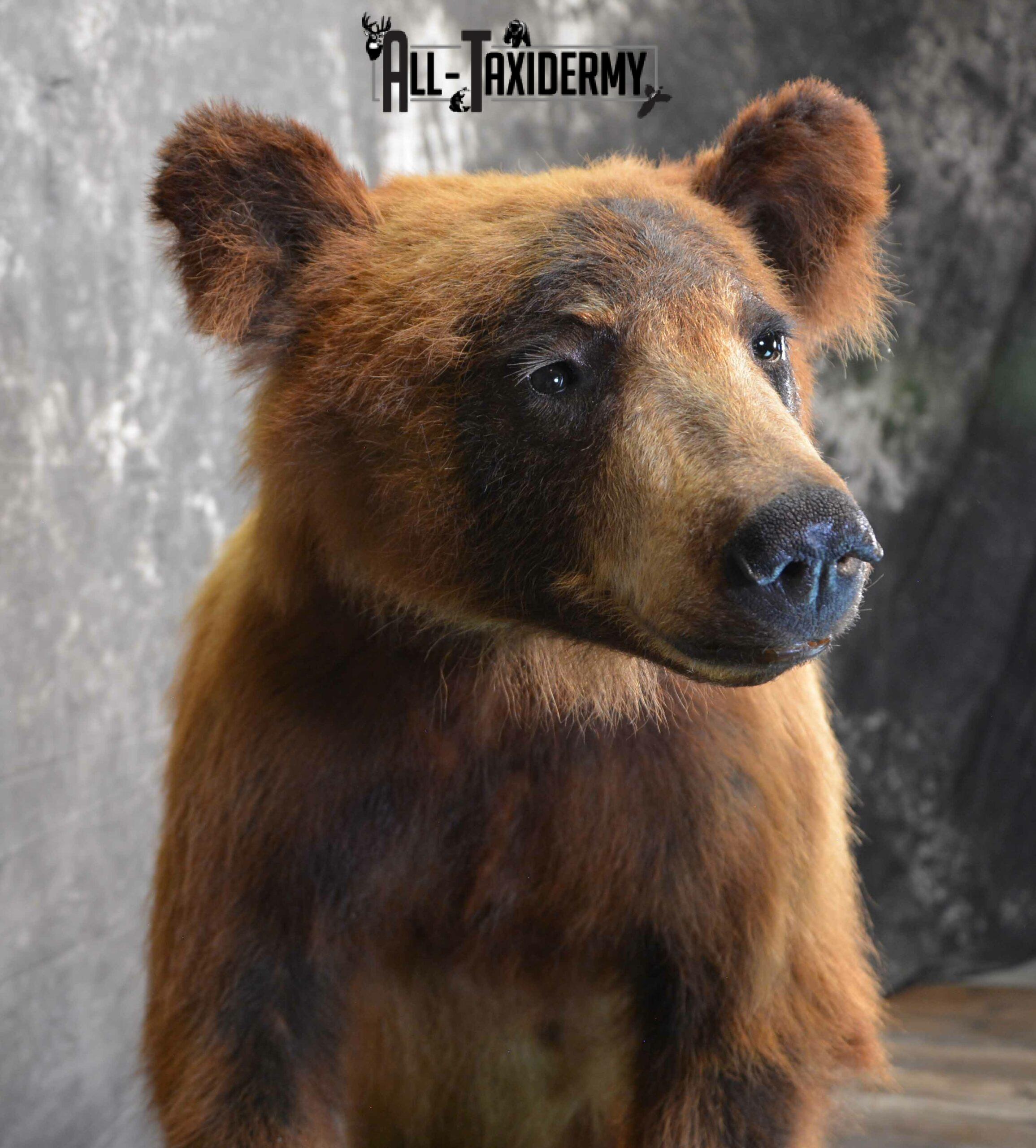 Black Bear Cub Taxidermy for Sale SKU 1152 - Image 7