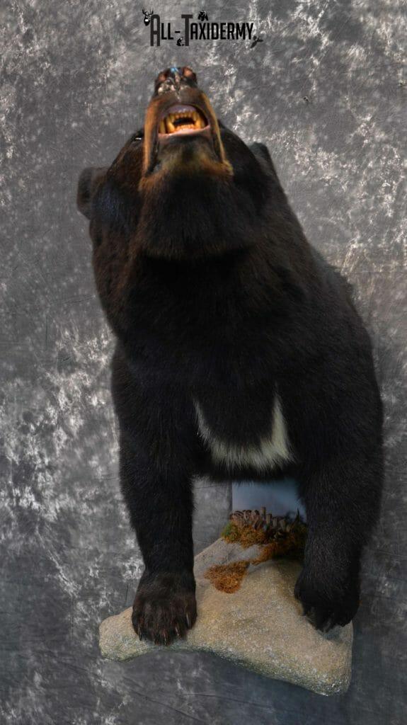 black bear taxidermy for sale