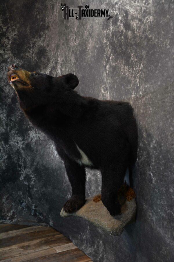 black bear taxidermy for sale