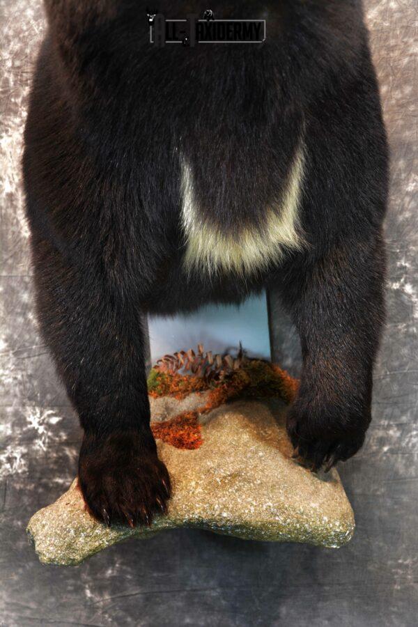 black bear taxidermy for sale