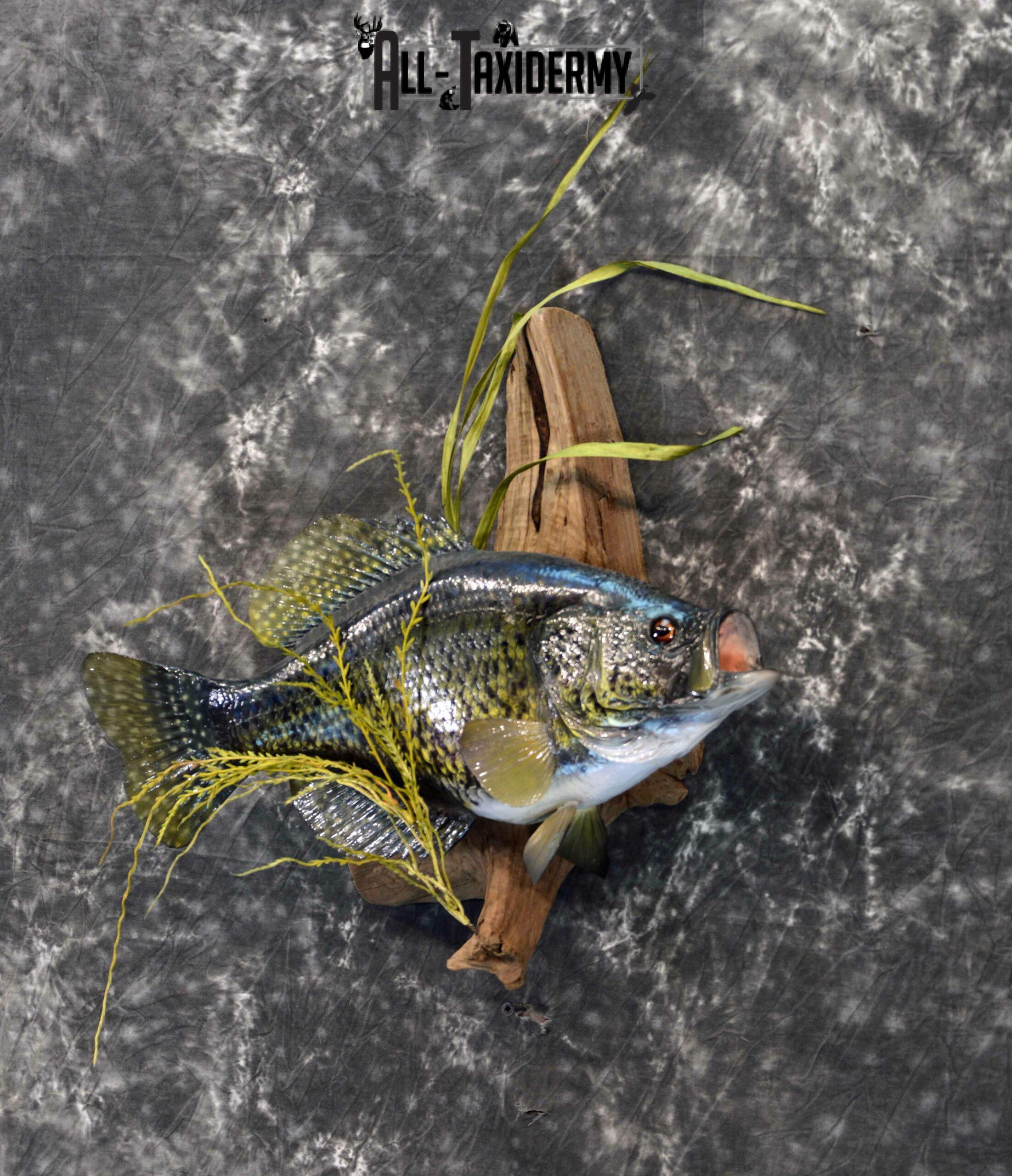 Black Crappie taxidermy
