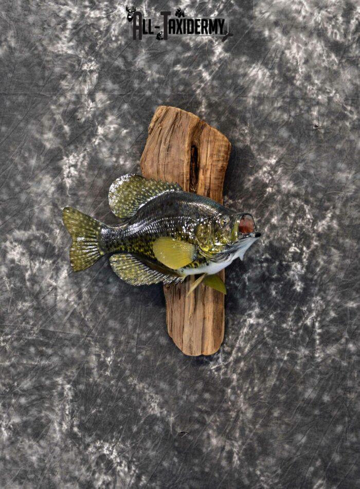 Black Crappie taxidermy