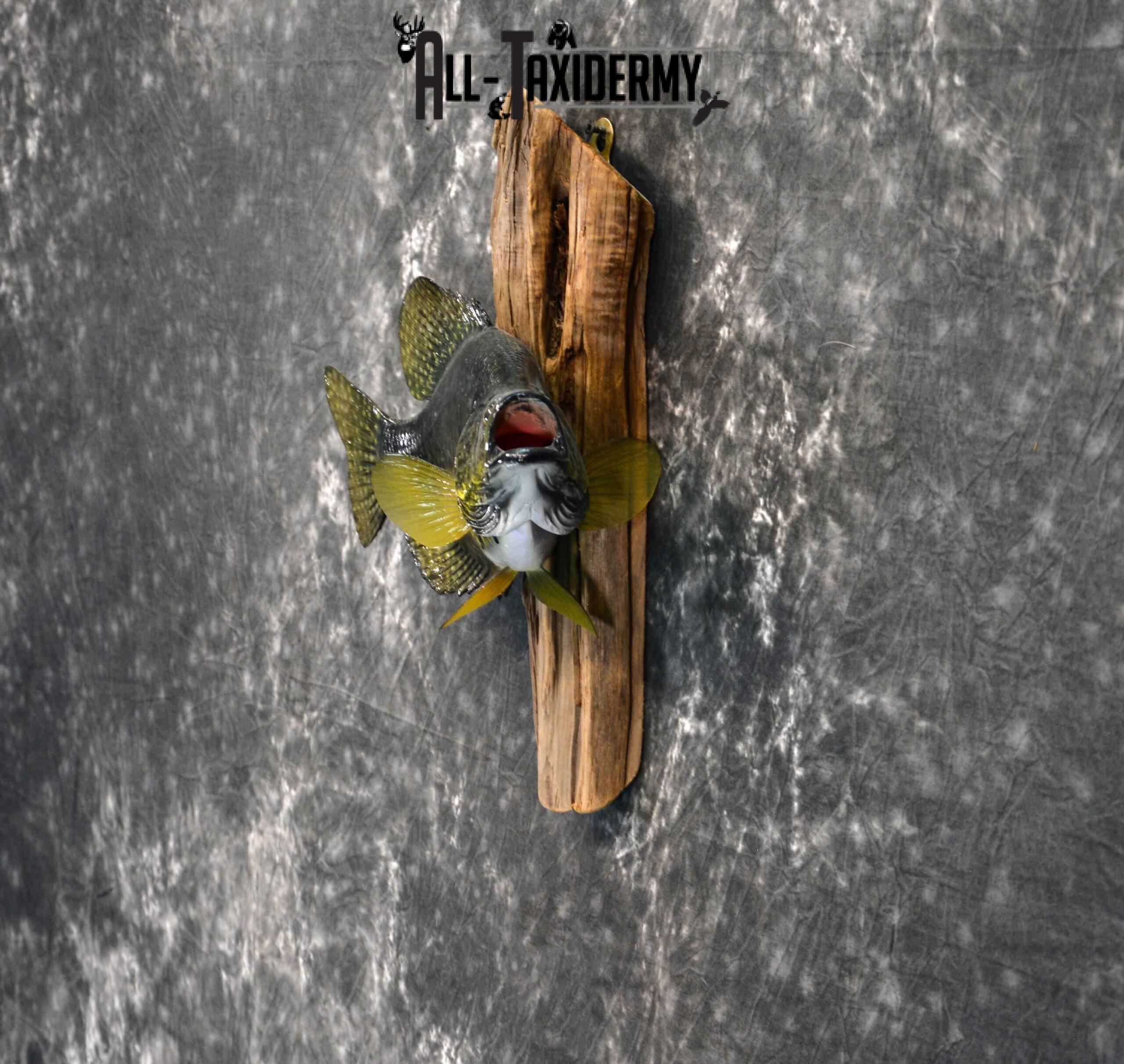 Black Crappie reproduction taxidermy for sale SKU 1175 - Image 3