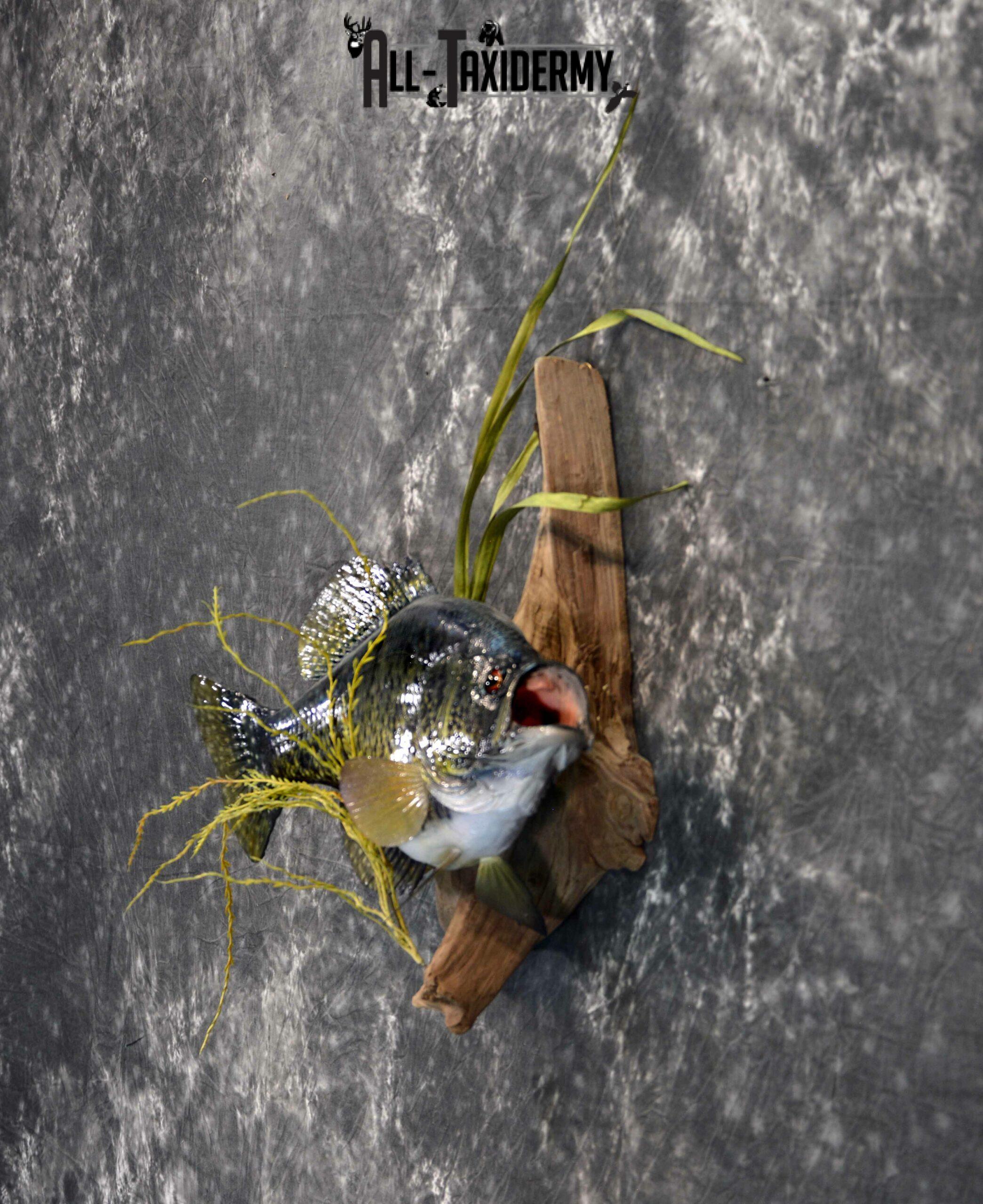 Black Crappie reproduction taxidermy for sale SKU 1174 - Image 3