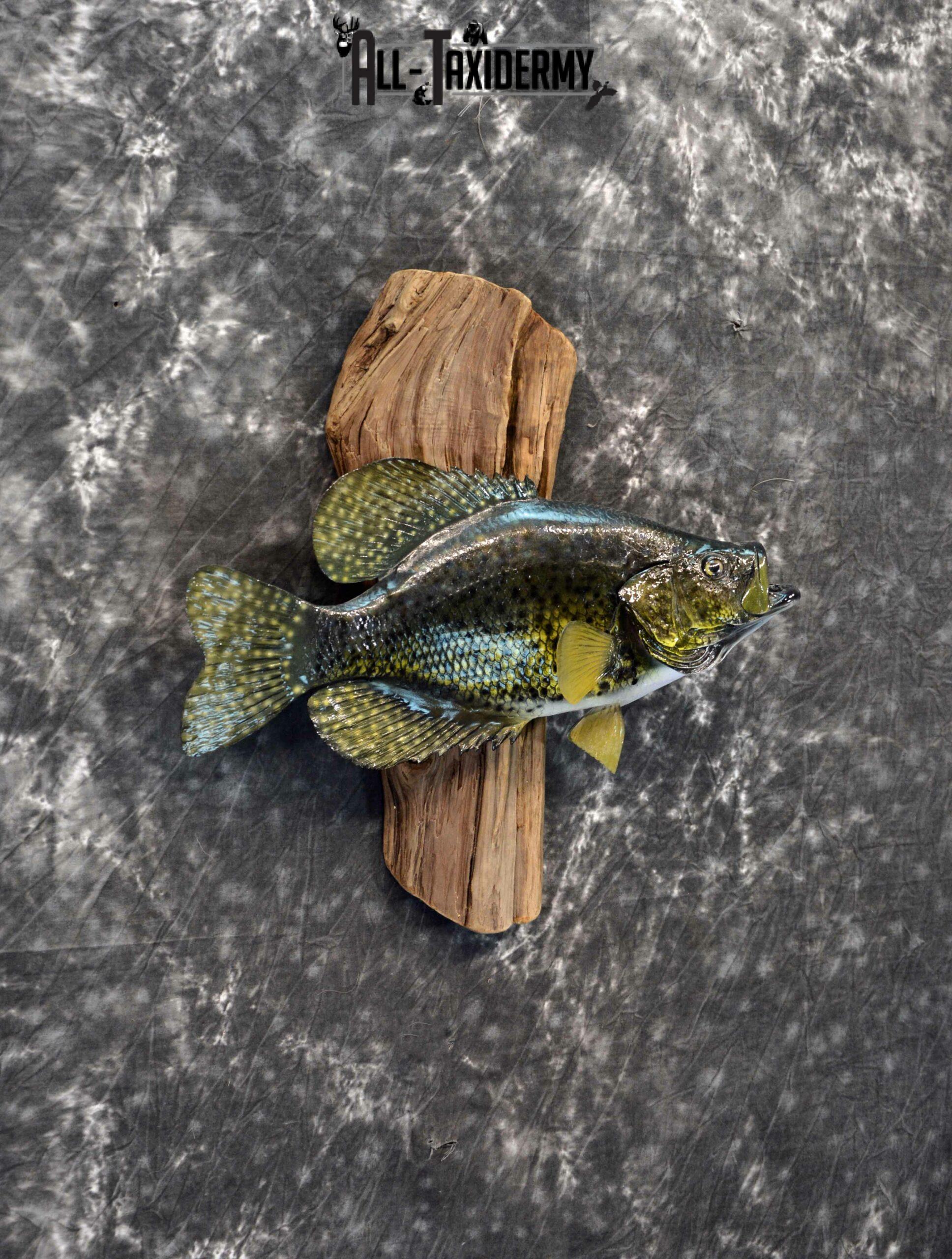 Black Crappie reproduction taxidermy for sale SKU 1175 - Image 4