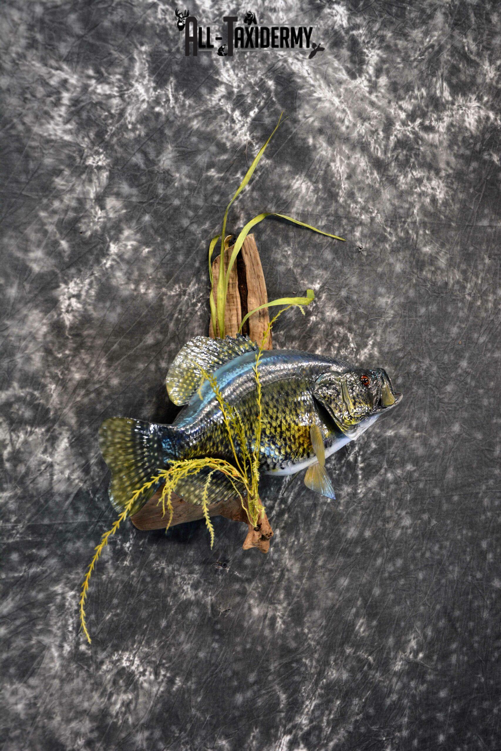 Black Crappie reproduction taxidermy for sale SKU 1174 - Image 4