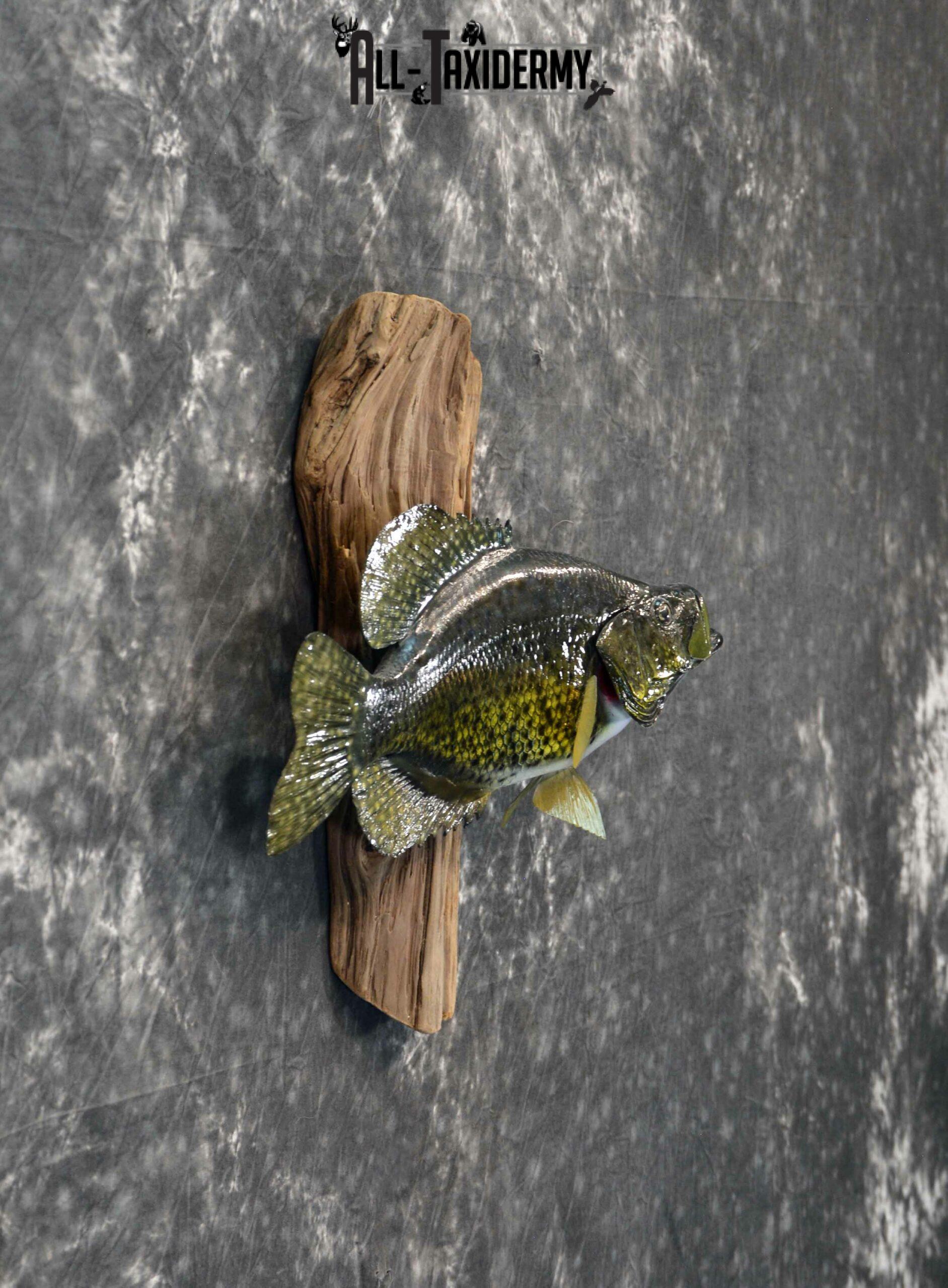 Black Crappie reproduction taxidermy for sale SKU 1175 - Image 5