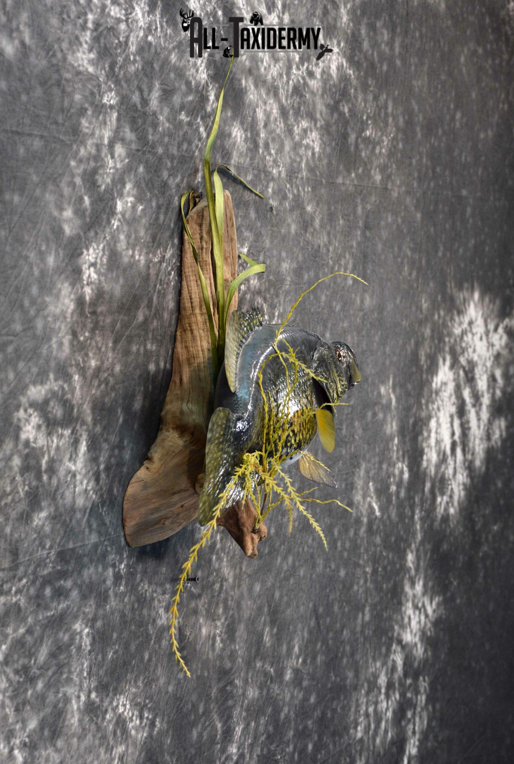 Black Crappie reproduction taxidermy for sale SKU 1174 - Image 5