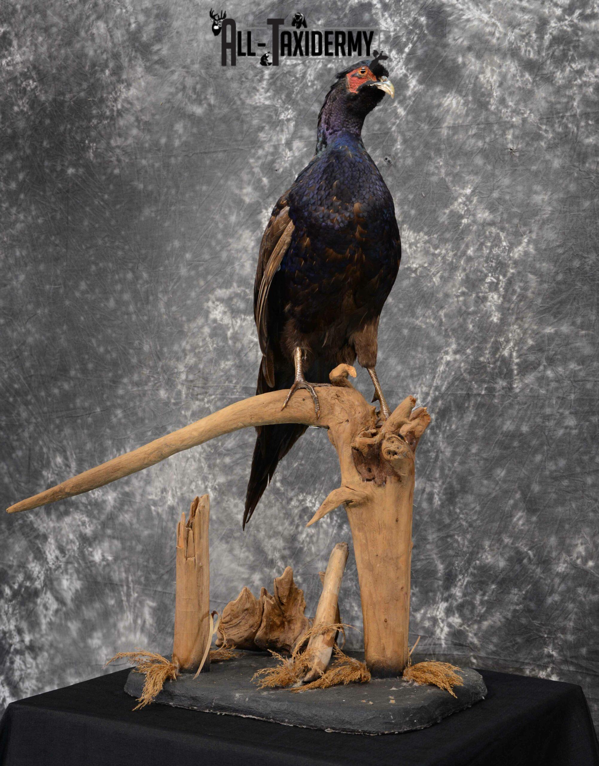 Black Pheasant mount