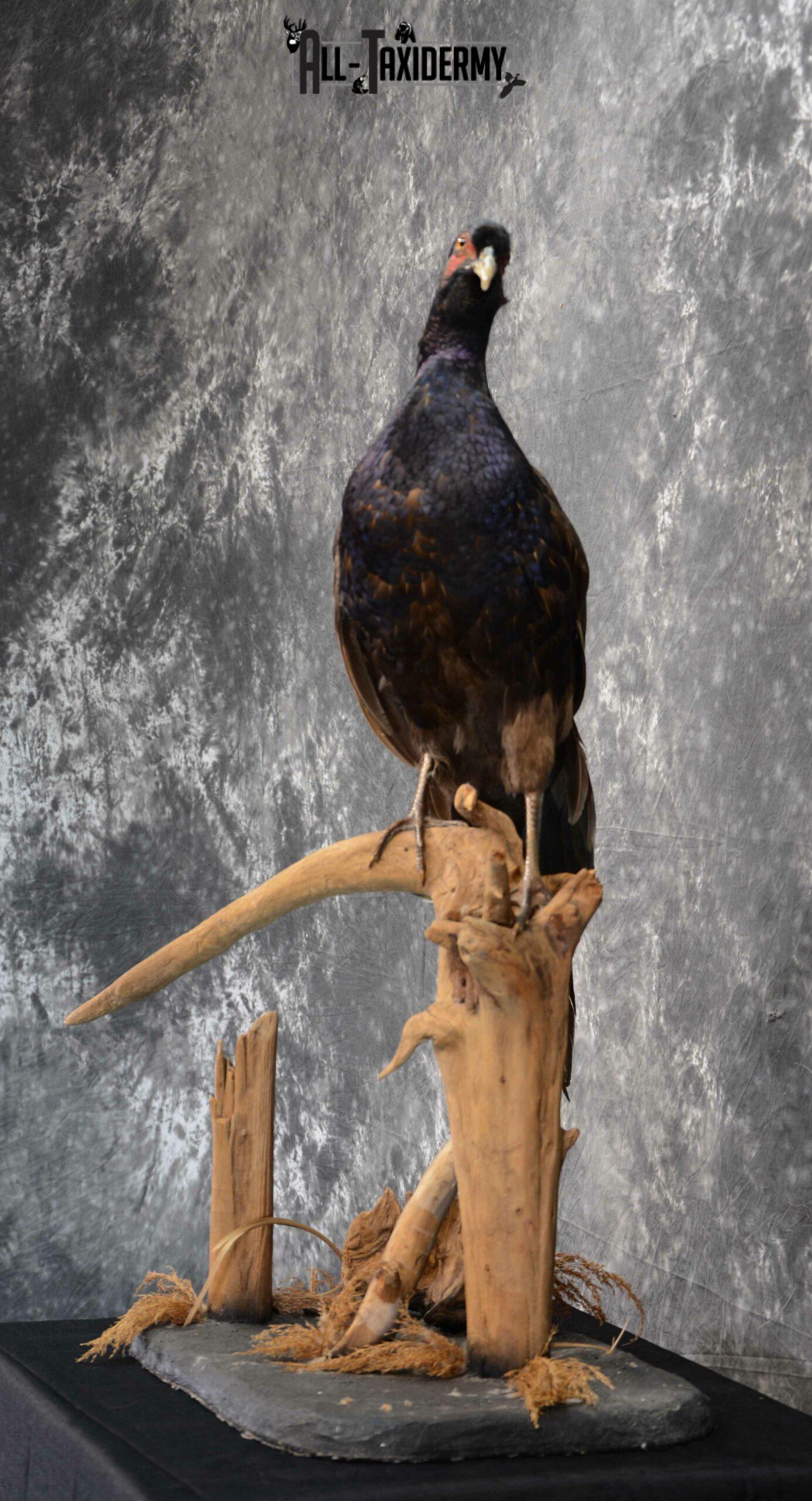 Black Pheasant Taxidermy Mount for Sale SKU 1111 - Image 3