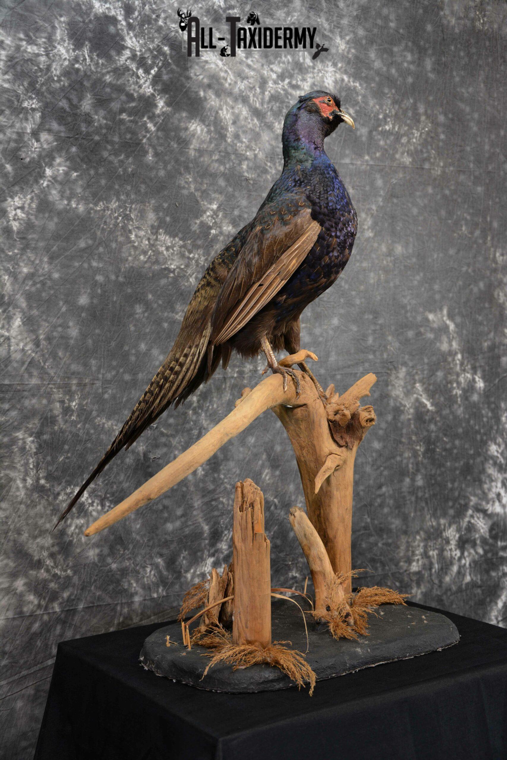 Black Pheasant Taxidermy Mount for Sale SKU 1111 - Image 4