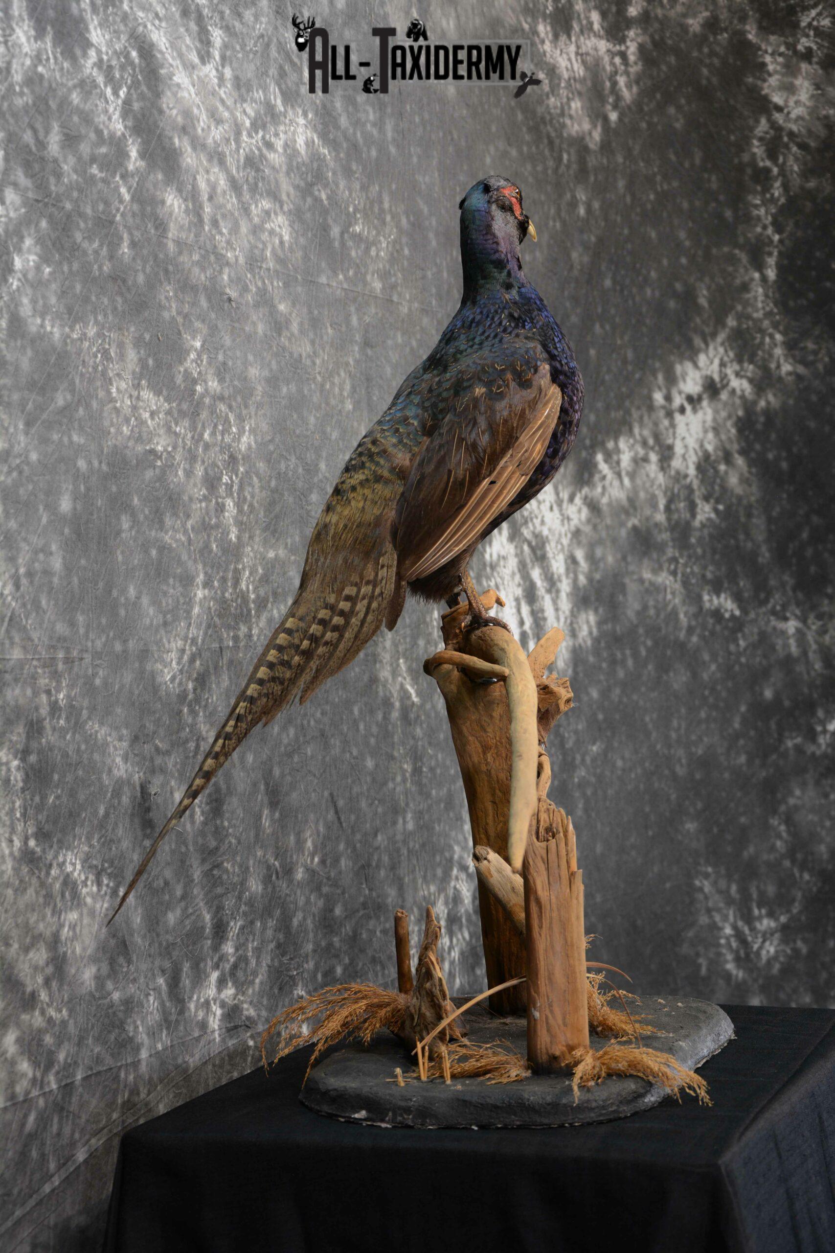 Black Pheasant Taxidermy Mount for Sale SKU 1111 - Image 5