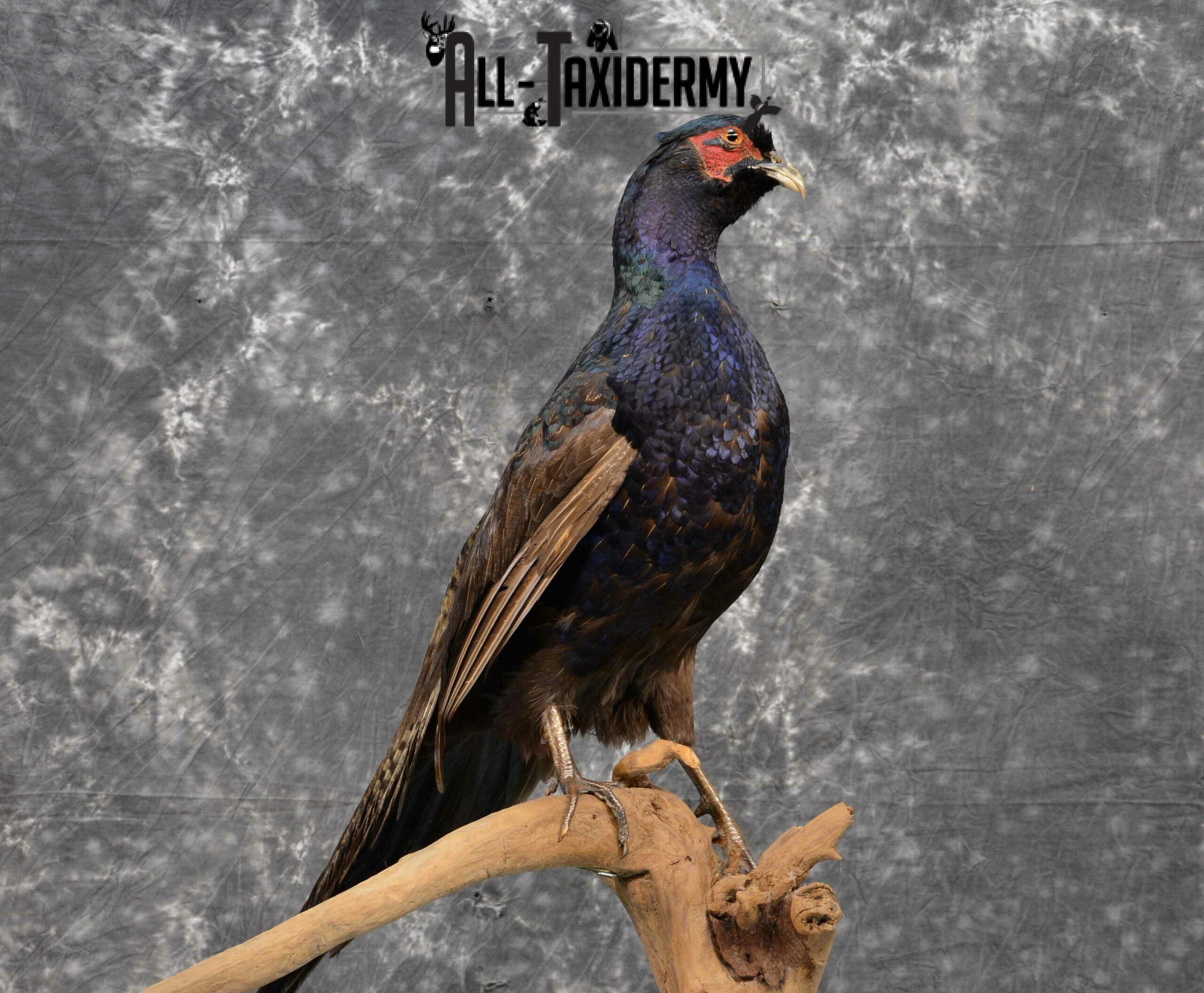 Black Pheasant mount