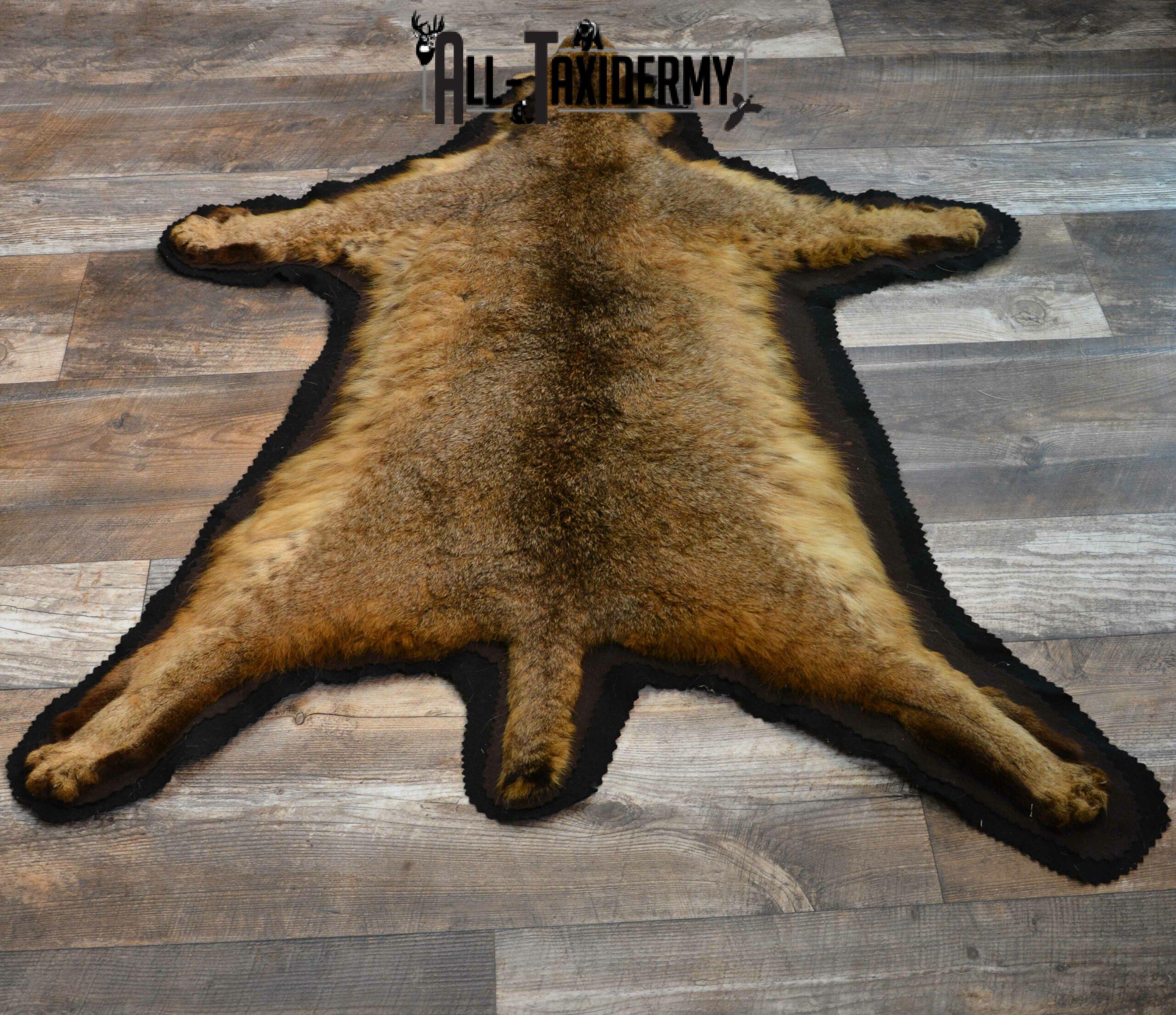 Bobcat Taxidermy Rug for Sale SKU 1136 - Image 3