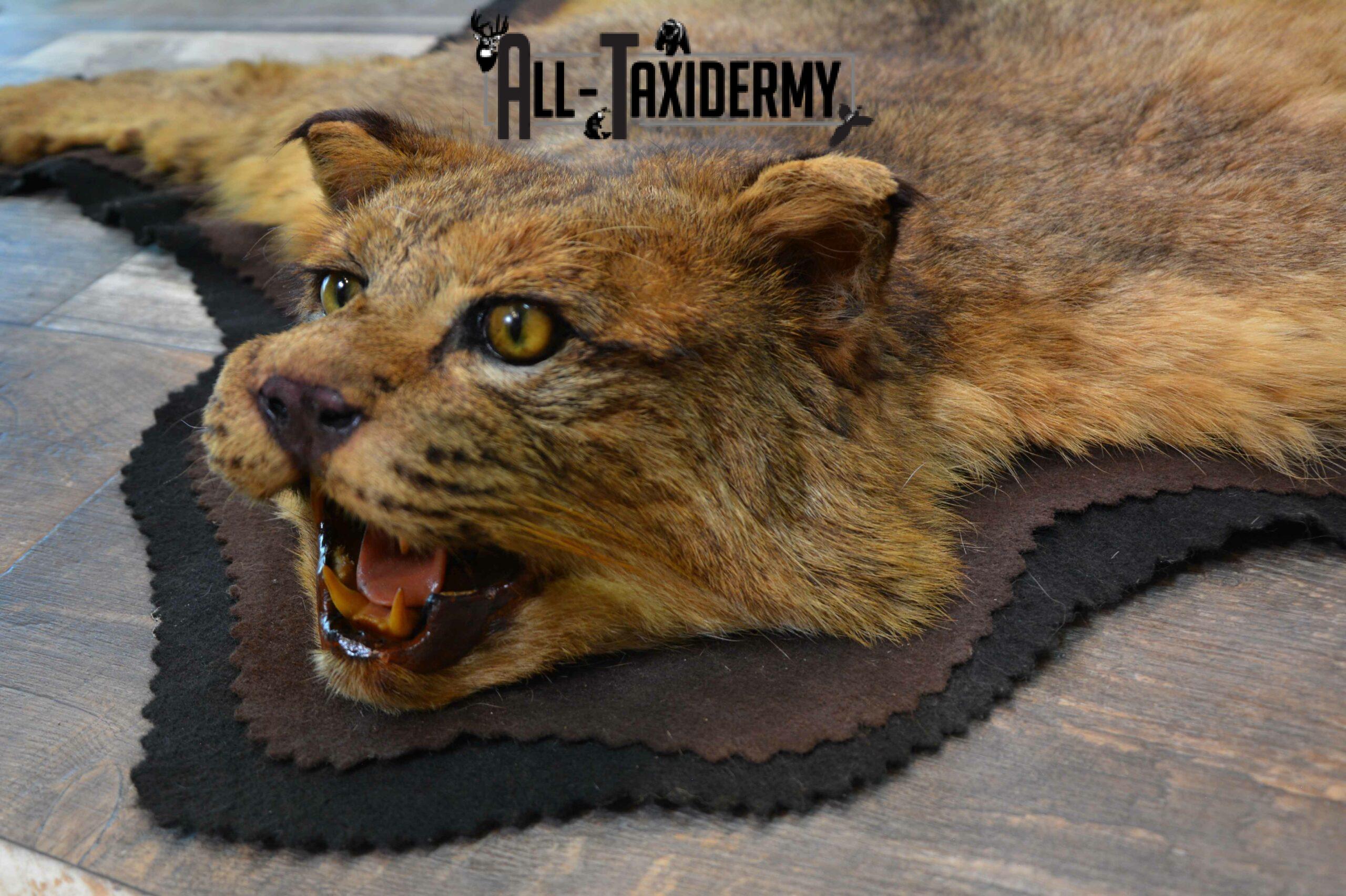 Bobcat Taxidermy Rug for Sale SKU 1136 - Image 4
