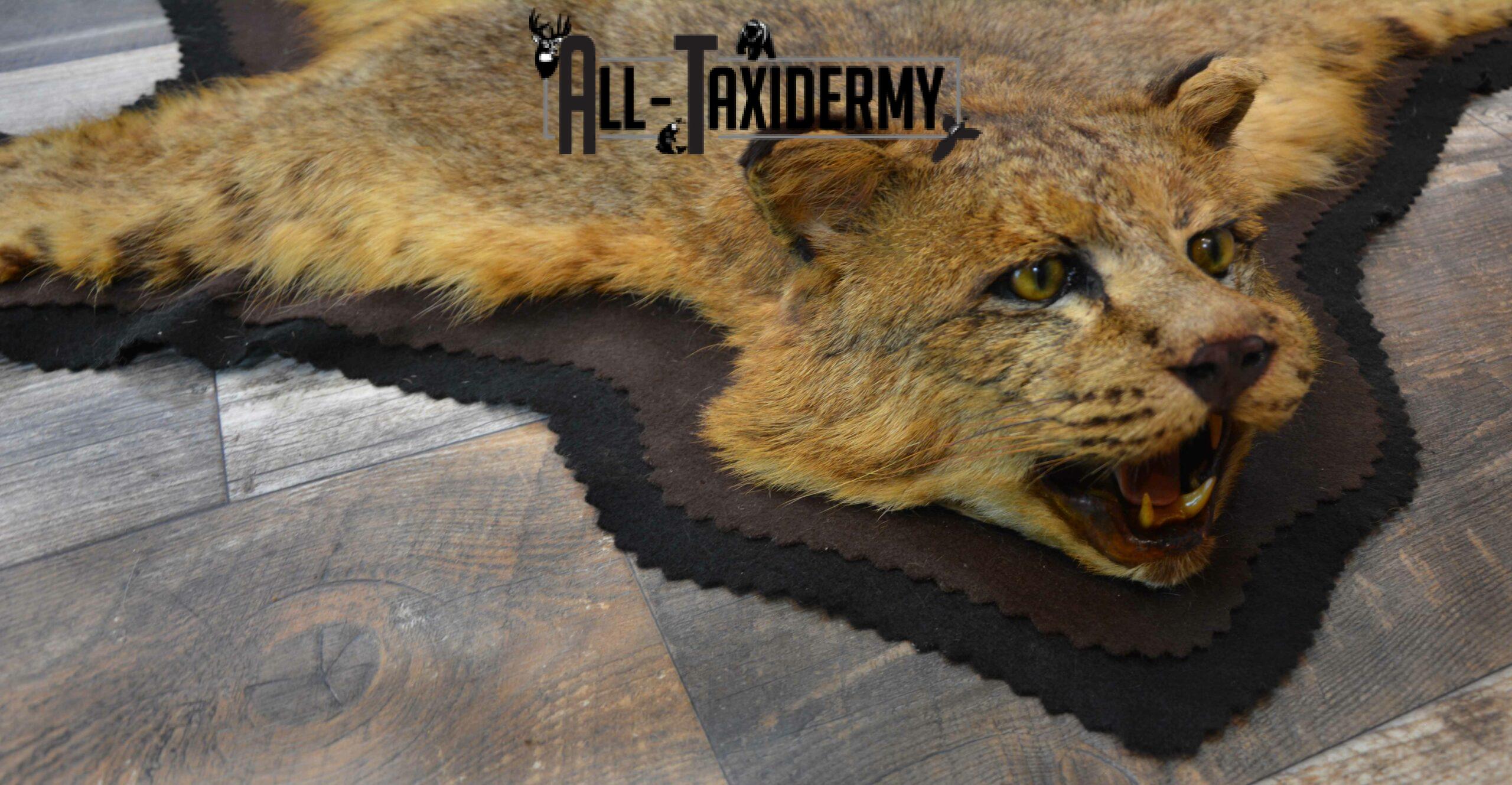 Bobcat Taxidermy Rug for Sale SKU 1136 - Image 5