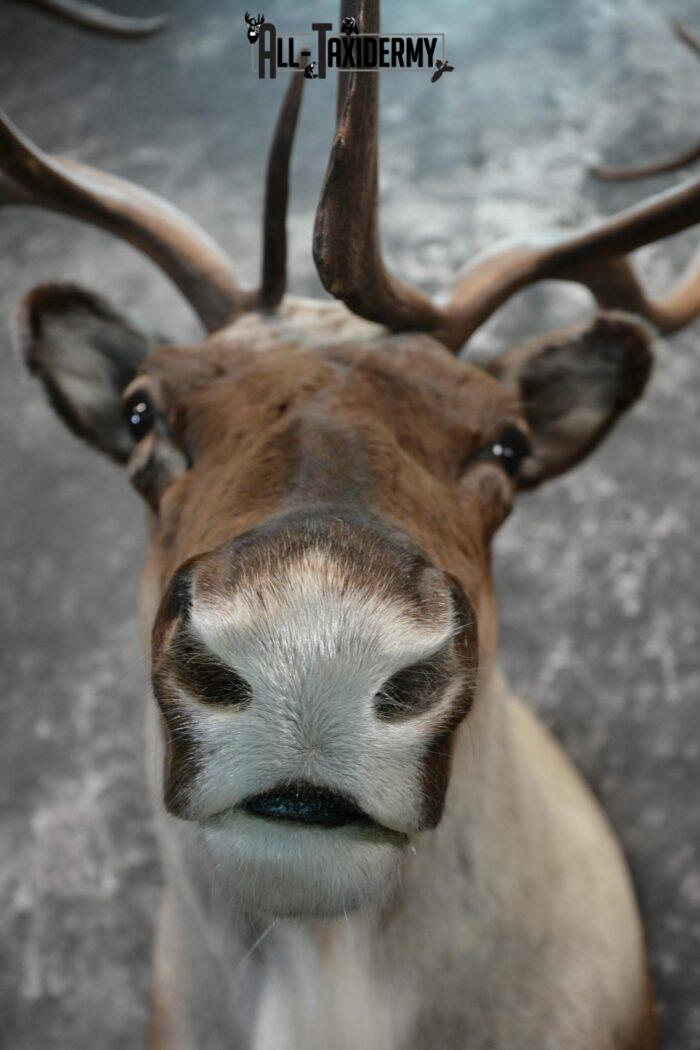 Caribou mount