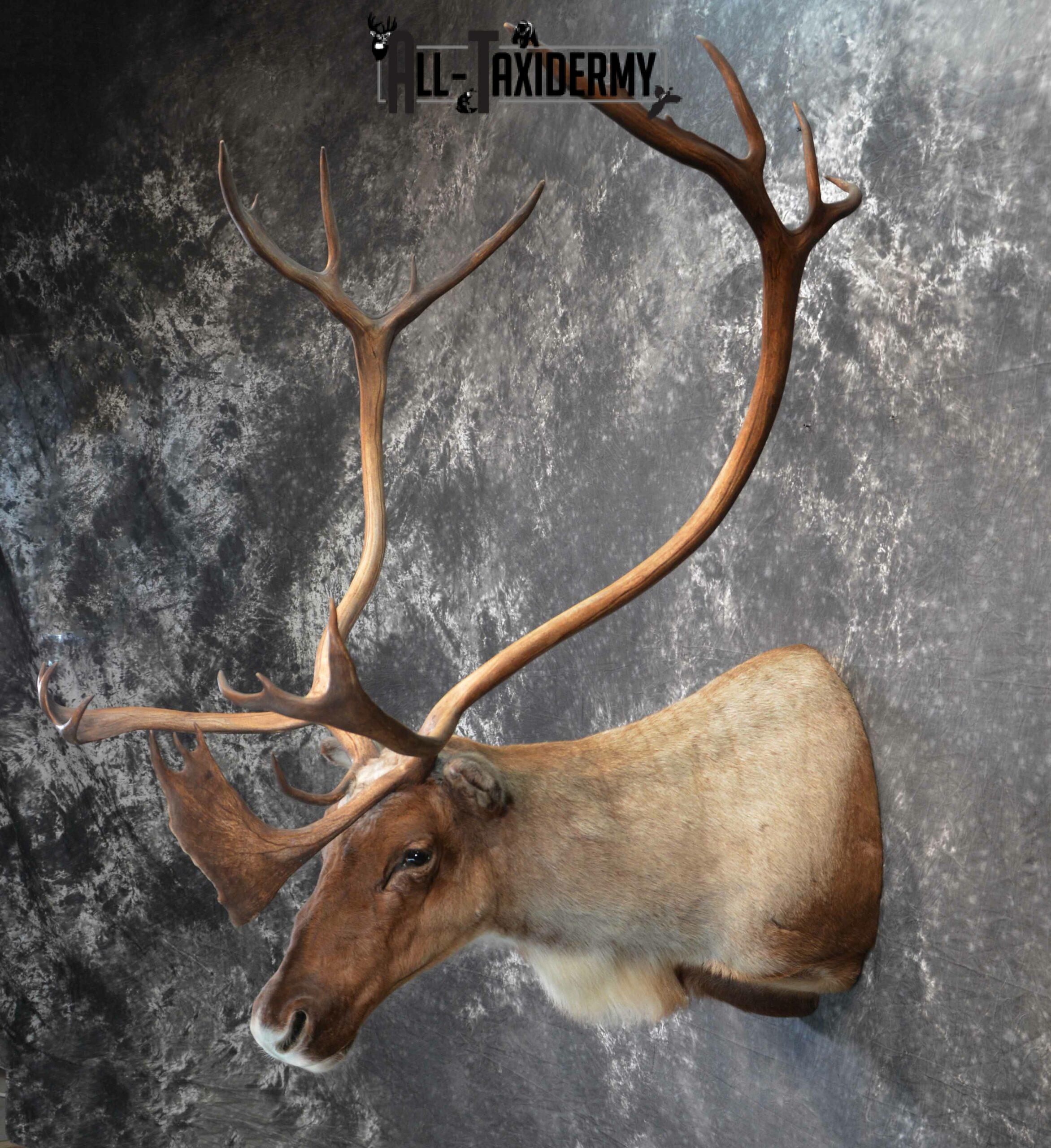 Barren-Ground Caribou Taxidermy for sale SKU 1141 - Image 5