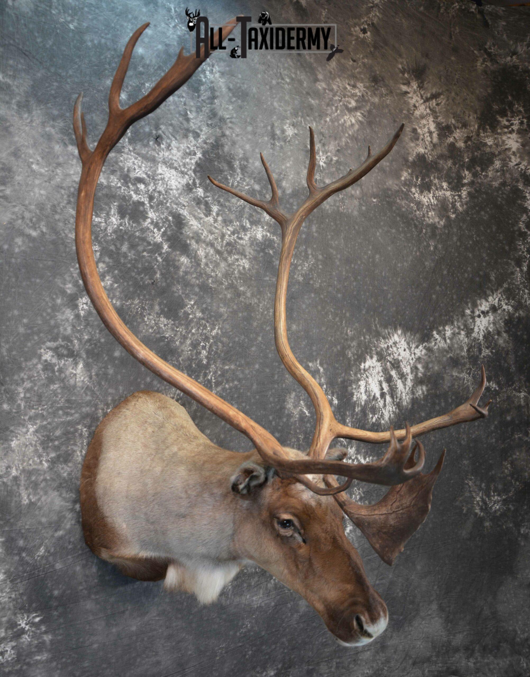 Barren-Ground Caribou Taxidermy for sale SKU 1141 - Image 4