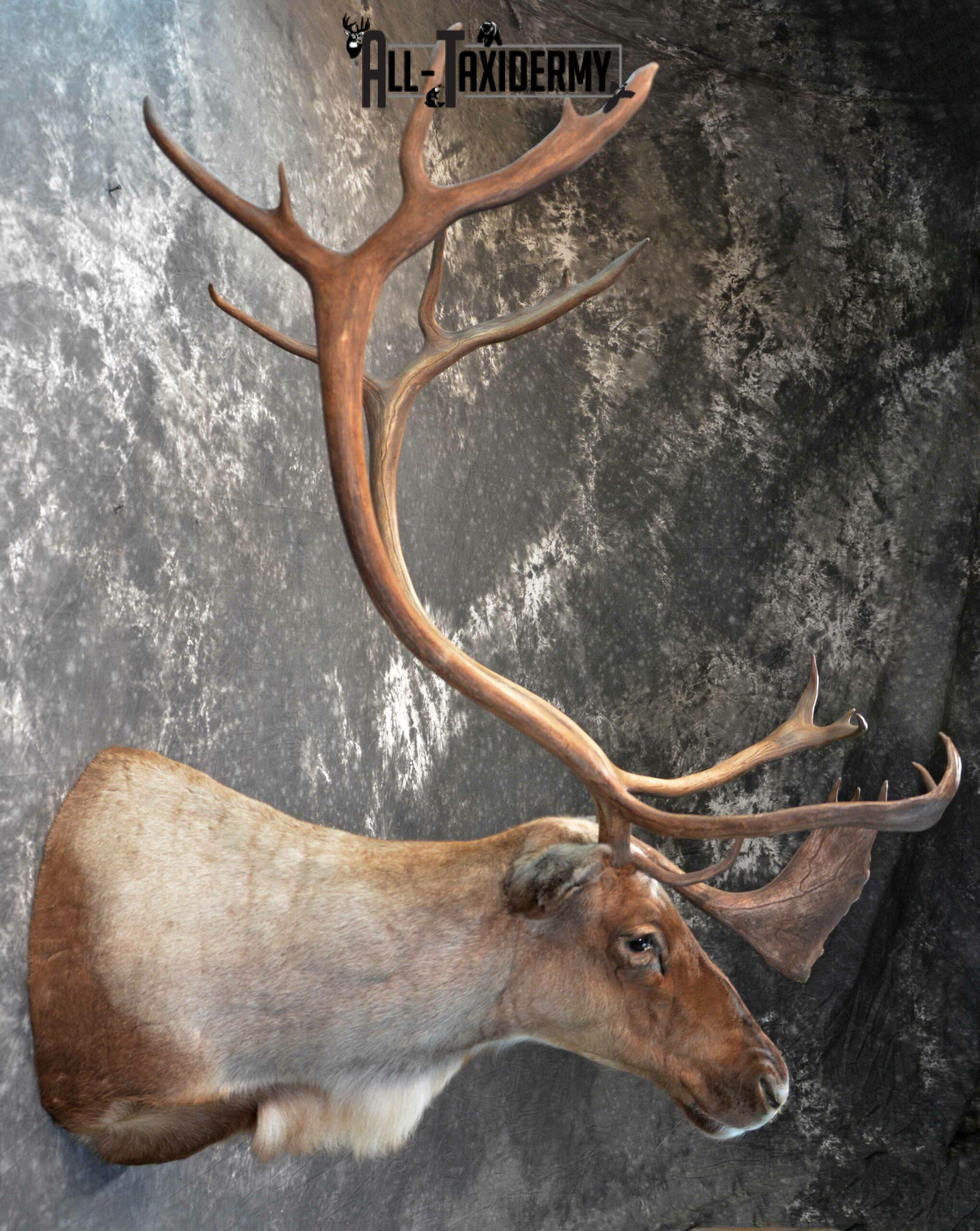 Barren-Ground Caribou Taxidermy for sale SKU 1141 - Image 6