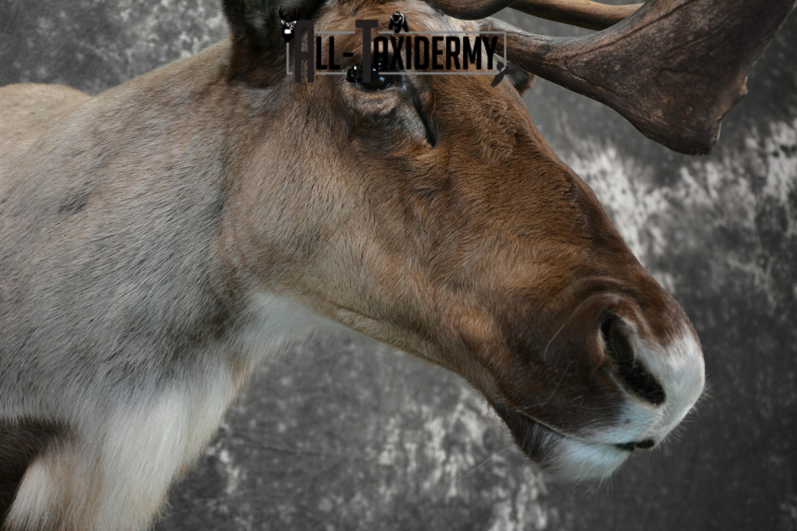 Barren-Ground Caribou Taxidermy for sale SKU 1141 - Image 7
