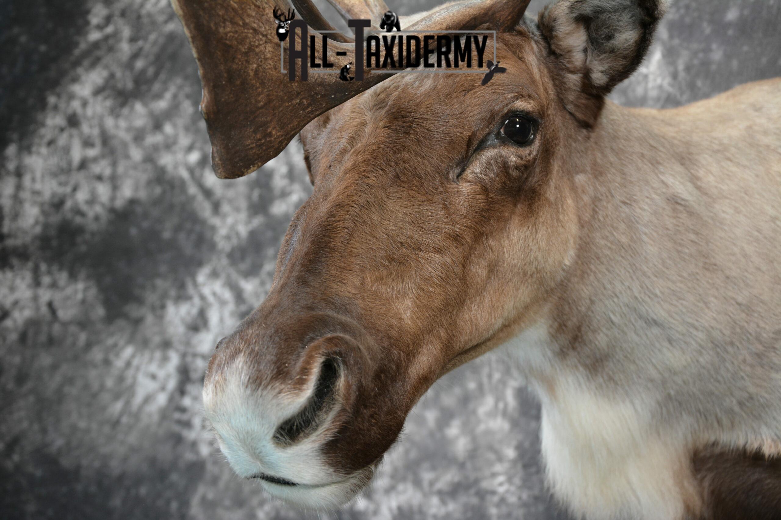 Barren-Ground Caribou Taxidermy for sale SKU 1141 - Image 8