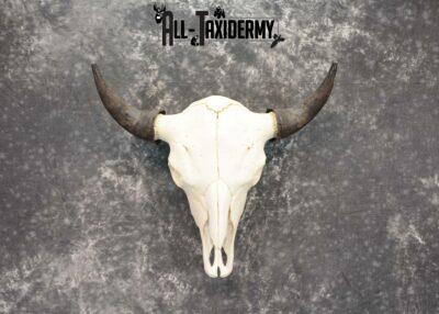 Bison Taxidermy skull with horns for sale SKU 1056