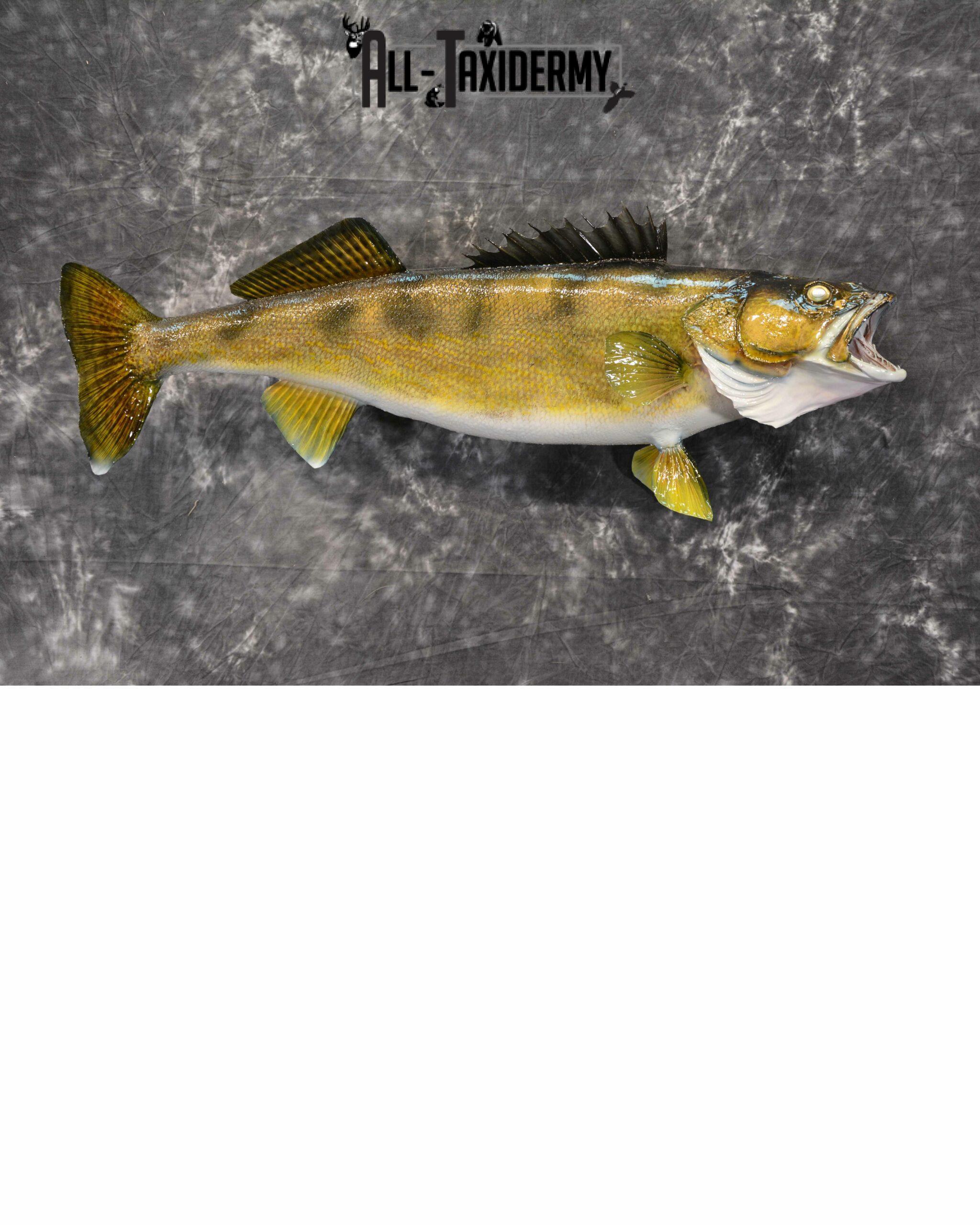 Walleye Skin Taxidermy Mount for Sale SKU1022