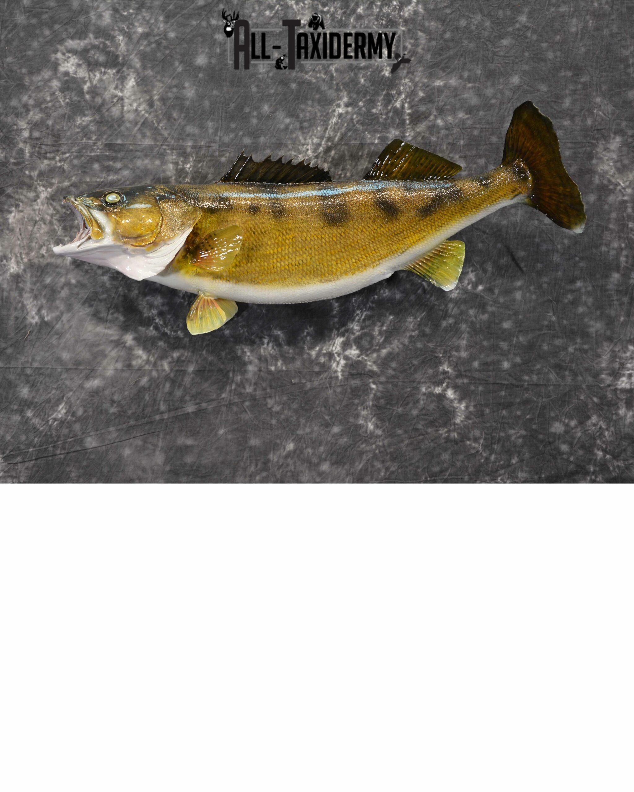 Walleye Skin Taxidermy Mount for Sale SKU 1023