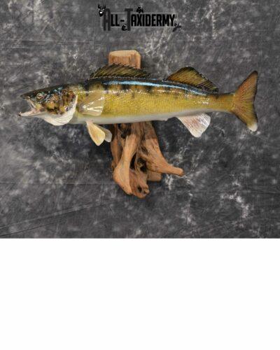 Walleye Skin Taxidermy Mount for Sale SKU 1024