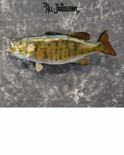 Smallmouth Bass Taxidermy for Sale SKU 1025