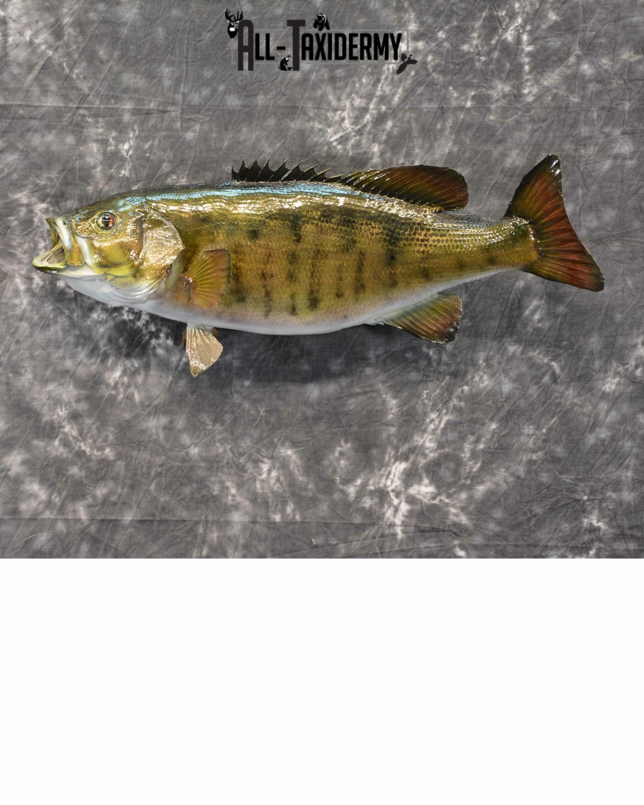 Smallmouth Bass Taxidermy for Sale SKU 1025