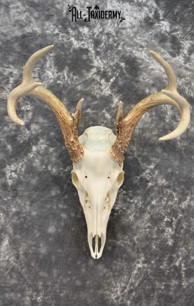 Whitetail Deer European Taxidermy mount for sale SKU 1031