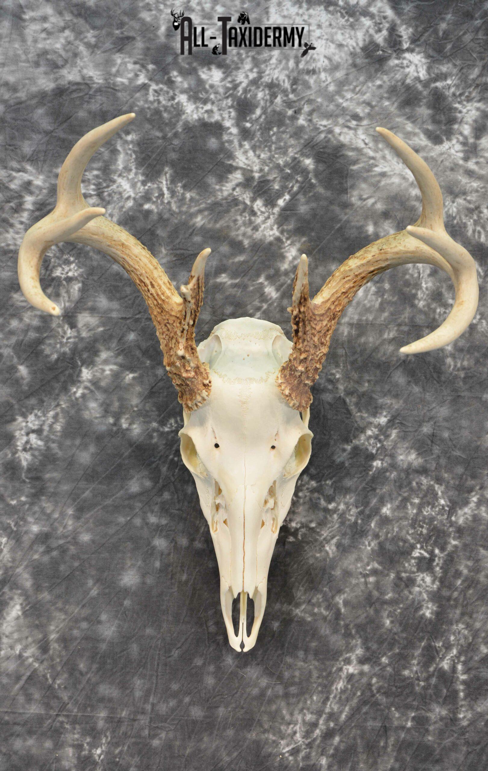 Whitetail Deer European Taxidermy mount for sale SKU 1031