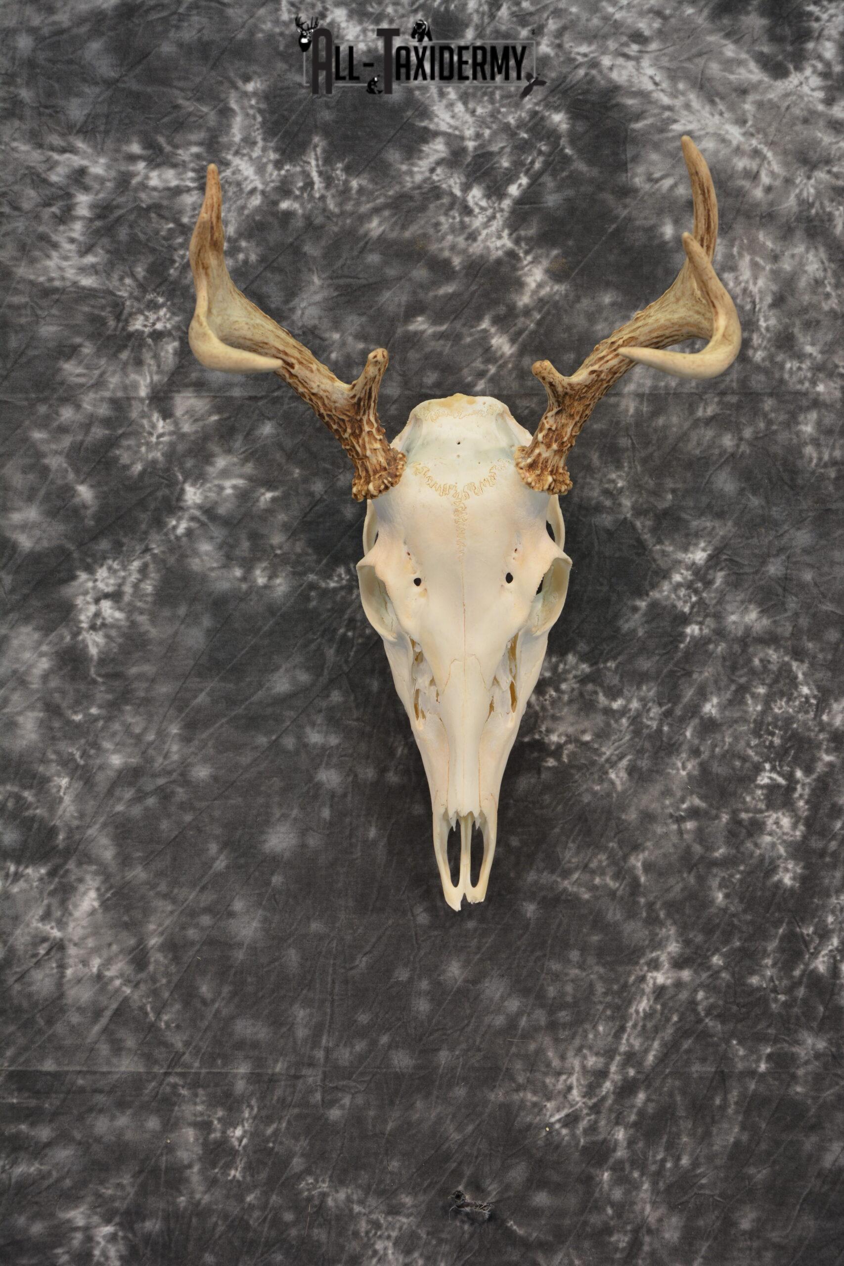 Whitetail Deer European Taxidermy mount for sale SKU 1033