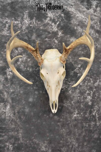 Whitetail Deer European Taxidermy mount for sale SKU 1034
