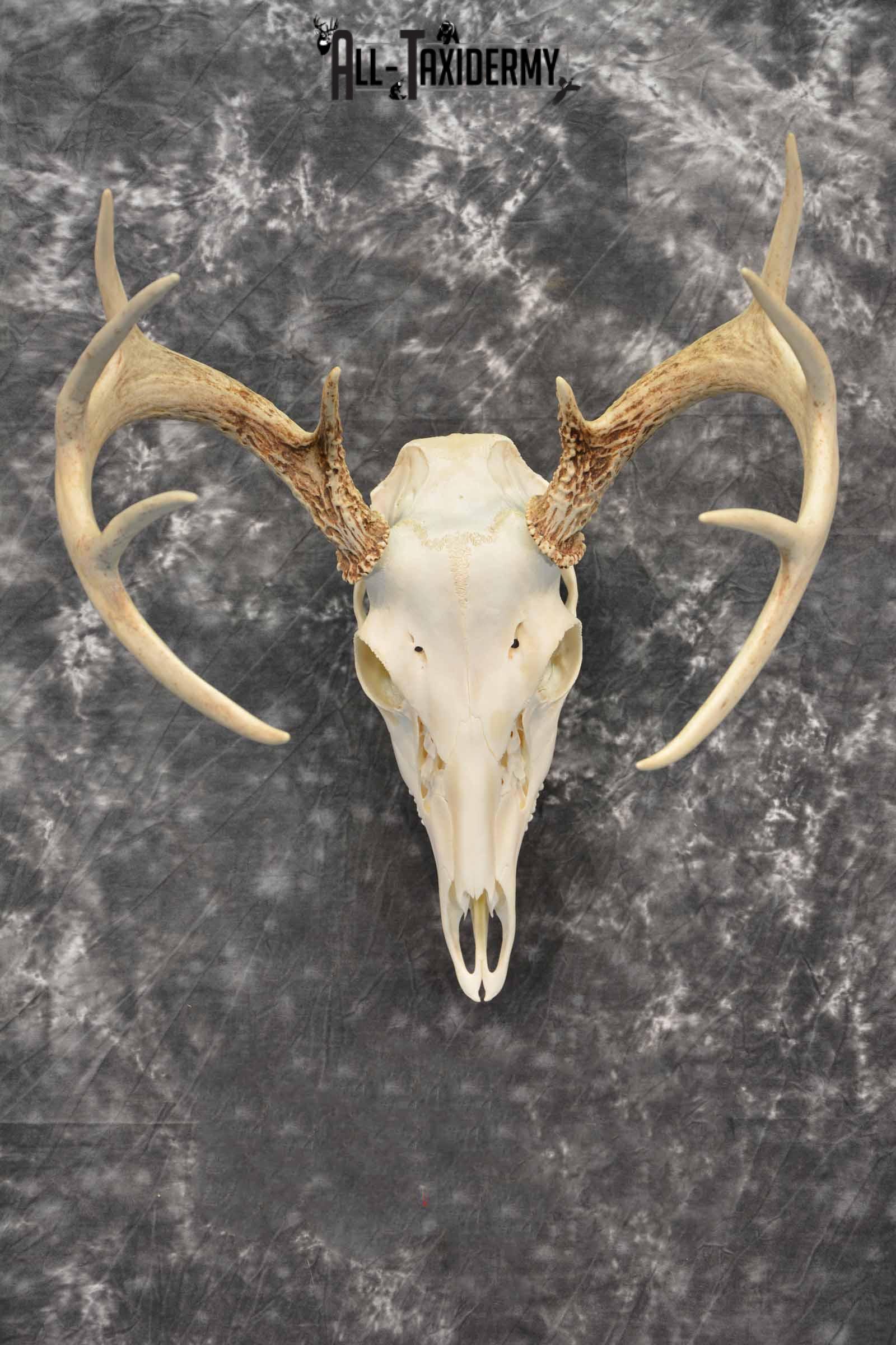 Whitetail Deer European Taxidermy mount for sale SKU 1034
