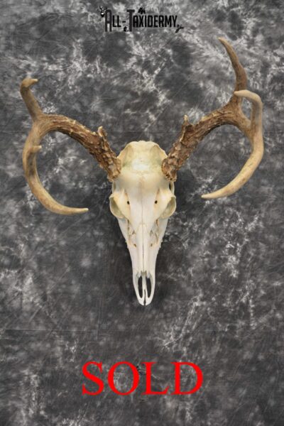 Whitetail Deer European Taxidermy mount for sale SKU 1035