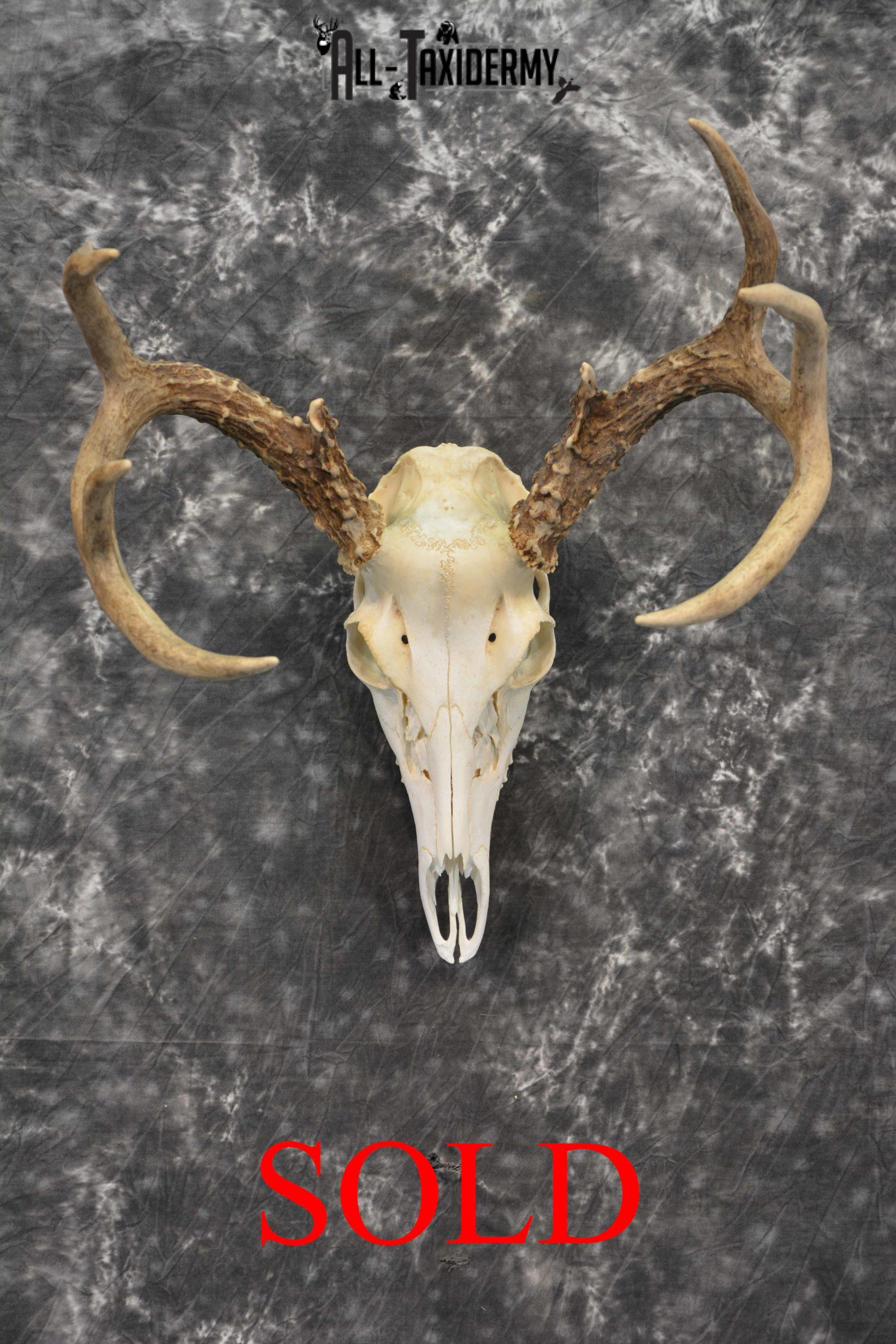 Whitetail Deer European Taxidermy mount for sale SKU 1035