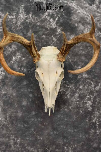 Whitetail Deer European Taxidermy mount for sale SKU 1038
