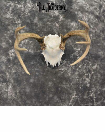 Whitetail Deer European Taxidermy mount for sale SKU 1037