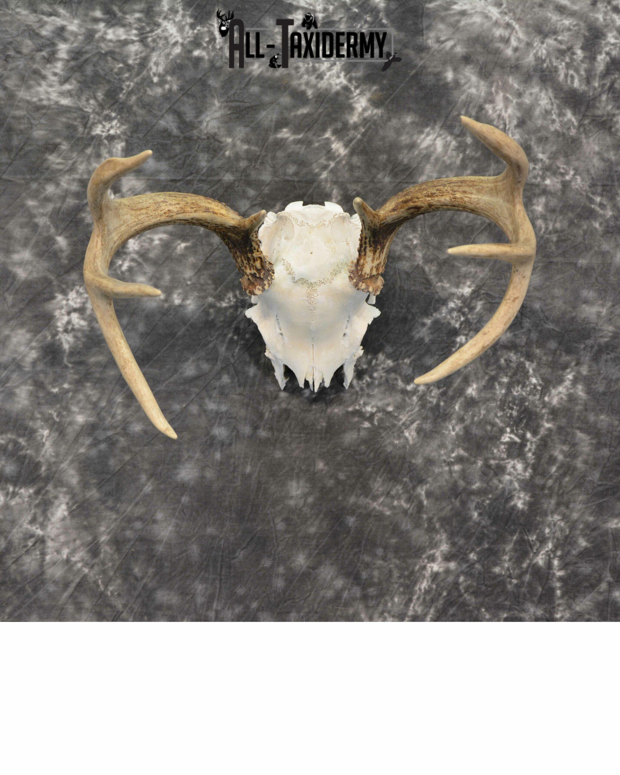 Whitetail Deer European Taxidermy mount for sale SKU 1037