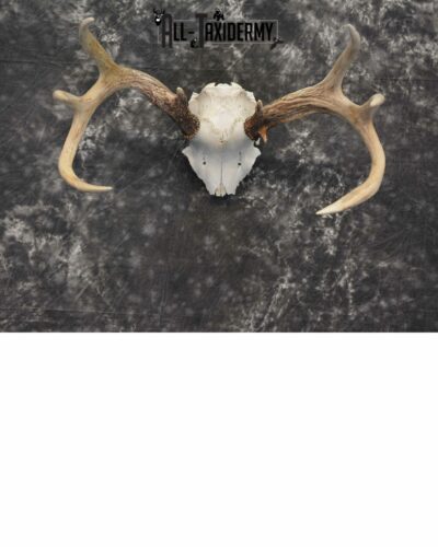 Whitetail Deer European Taxidermy mount for sale SKU 1039