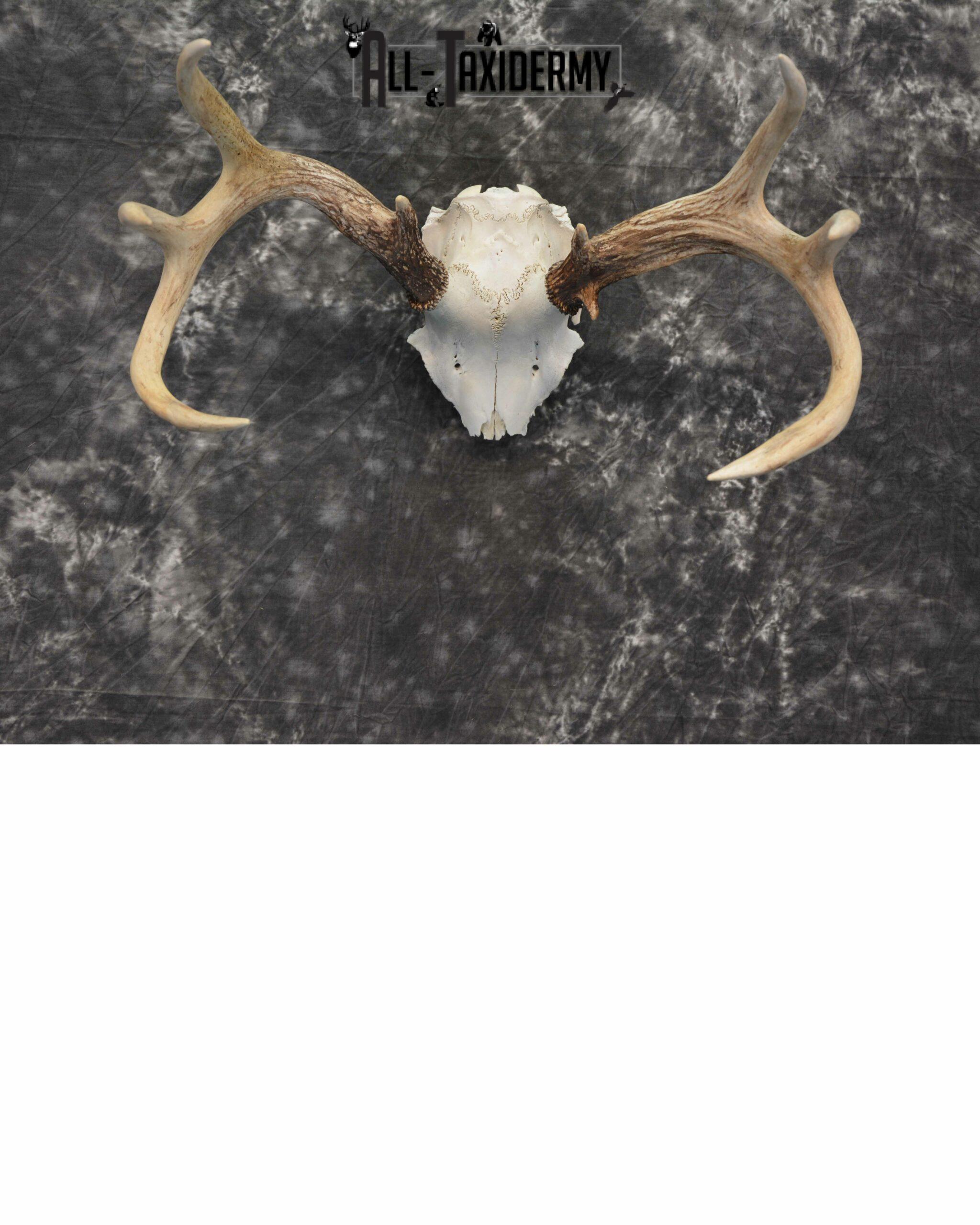 Whitetail Deer European Taxidermy mount for sale SKU 1039